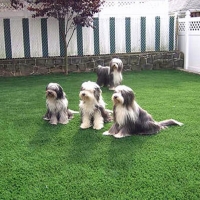 Turf Grass Sunset Beach, California Landscaping, Dogs Runs