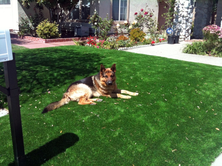 Fake Turf Foothill Ranch, California Pet Turf, Front Yard Ideas