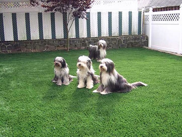 Turf Grass Sunset Beach, California Landscaping, Dogs Runs